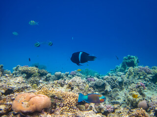 Naklejka na ściany i meble Extraordinary inhabitants in the coral reef of the Red Sea