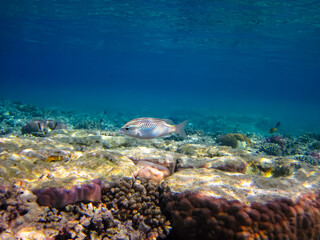 Extraordinary inhabitants in the coral reef of the Red Sea