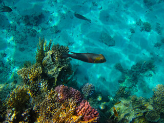 Naklejka na ściany i meble Extraordinary inhabitants in the coral reef of the Red Sea