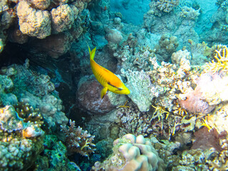 Naklejka na ściany i meble Extraordinary inhabitants in the coral reef of the Red Sea