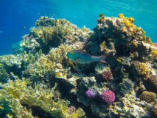 Extraordinary inhabitants in the coral reef of the Red Sea