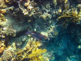 Extraordinary inhabitants in the coral reef of the Red Sea