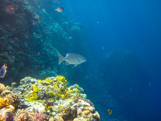 Extraordinary inhabitants in the coral reef of the Red Sea