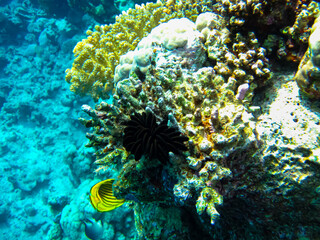 Extraordinary inhabitants in the coral reef of the Red Sea