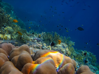 Extraordinary inhabitants in the coral reef of the Red Sea