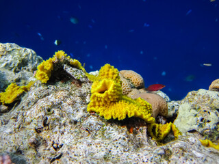 Extraordinary inhabitants in the coral reef of the Red Sea