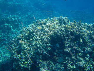 Extraordinary inhabitants in the coral reef of the Red Sea