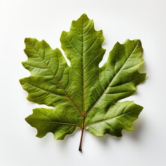 green leaf isolated on white background Created with generative Ai	