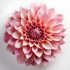 pink Chrysanthemum flower isolated on white background with shadow. pink Chrysanthemum flower flat lay. Chrysanthemum flower top view. flower isolated on white