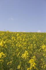 Rape blossom in korea
