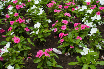 Multiple pink and white flowers of Catharanthus roseus in July