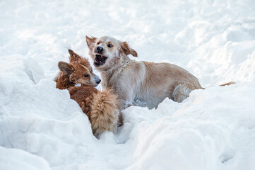 a golden retriever and a welsh corgi play in the white snow