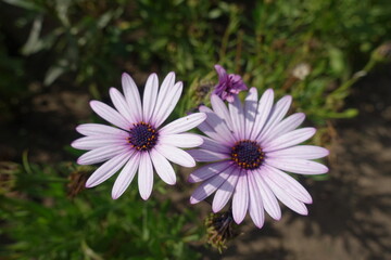 Obraz premium 2 light pink flowers of African daisy in mid September