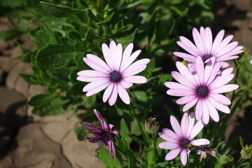 Four light pink flowers of African daisy in August
