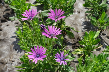Five purplish pink flowers of African daisy in July