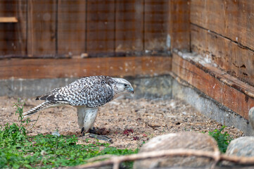 Tame hunting falcon on defocused background with copy space, closeup