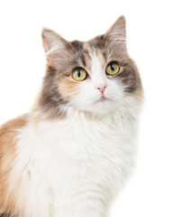 Bright fluffy funny cat isolated on the white background