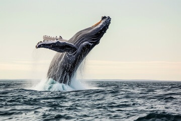 Obraz premium large humpback whale jumps out of the water