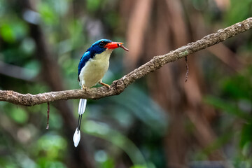 Common paradise-kingfisher (Tanysiptera galatea), also known as the Galatea paradise kingfisher and the racquet-tailed kingfisher, observed in Waigeo in West Papua, Indonesia