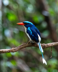 Common paradise-kingfisher (Tanysiptera galatea), also known as the Galatea paradise kingfisher and the racquet-tailed kingfisher, observed in Waigeo in West Papua, Indonesia