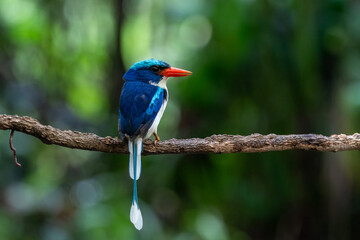 Common paradise-kingfisher (Tanysiptera galatea), also known as the Galatea paradise kingfisher and the racquet-tailed kingfisher, observed in Waigeo in West Papua, Indonesia