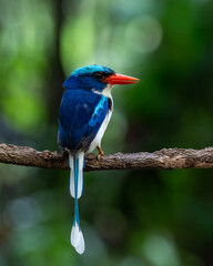 Common paradise-kingfisher (Tanysiptera galatea), also known as the Galatea paradise kingfisher and the racquet-tailed kingfisher, observed in Waigeo in West Papua, Indonesia