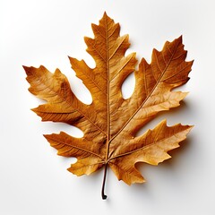 pink leaf isolated on white background Created with generative Ai	