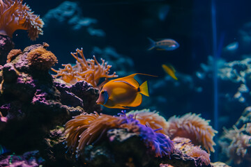 Obraz premium Lebendiges Unterwasserparadies: Aquarium mit faszinierenden Fischen und farbenprächtigen Korallen