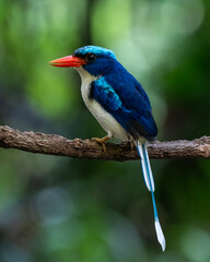 Common paradise-kingfisher (Tanysiptera galatea), also known as the Galatea paradise kingfisher and...