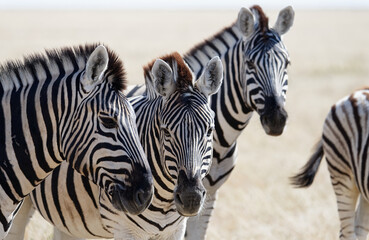 Naklejka premium Zebra are standing on the savannah in a group in Namibia