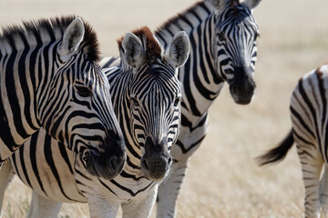 Three zebras are on the savannah, two are looking at the camera. - obrazy, fototapety, plakaty
