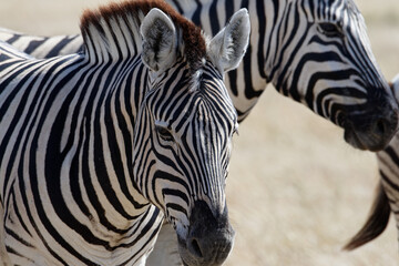 Zebra are standing on the savannah in a group in Namibia, the middle one has its ears forward. The stripes running down its face almost form an oval.