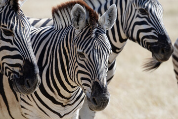 The stripes of a zebra's face almost form an oval where they meet in the middle