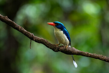 Common paradise-kingfisher (Tanysiptera galatea), also known as the Galatea paradise kingfisher and the racquet-tailed kingfisher, observed in Waigeo in West Papua, Indonesia