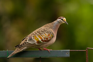 Common Bronzewing 