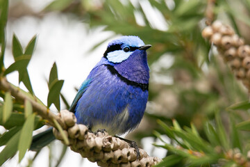 Splendid Fairywren