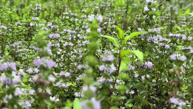 bee fly on wild natural herbal flower healthy tea vegetable plant get collect syrup on pollen in green meadow flower plain organic bee keeping agriculture in Iran Gilan Rasht countryside rural village