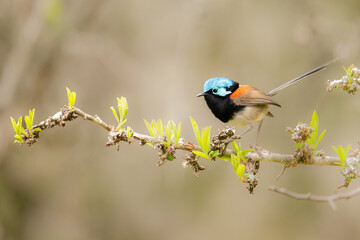 Red-winged Fairywren