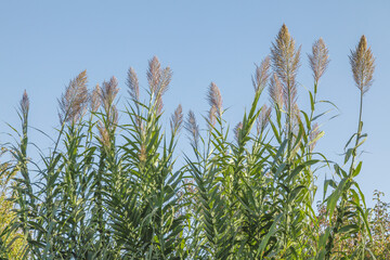 Leaves and flowers of the giant miscanthus (Miscanthus x giganteus). Detail of the pampa. Reed and blue sky.