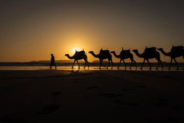 Silhouette of camel caravan on the beach with reflection at sunset in background. Essaouira, Morocco