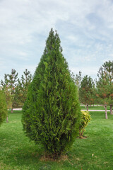 thuja brabant thuja occidentalis thuja plicata arborvitae ball close-up.