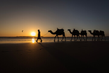 Silhouette of camel caravan on the beach with reflection at sunset in background. Essaouira, Morocco