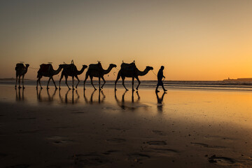 Silhouette of camel caravan on the beach with reflection at sunset in background. Essaouira, Morocco