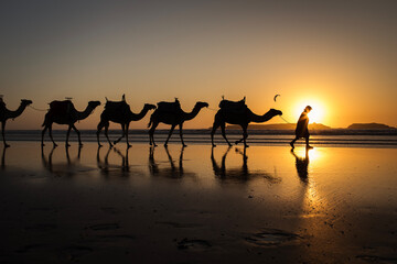 Silhouette of camel caravan on the beach with reflection at sunset in background. Essaouira, Morocco - 710418563