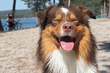 Australian Shepherd dog