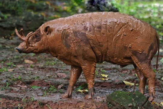 Babirusa in the wild