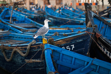 Beautiful colors in the port of fishermen in Essaouira, Morocco