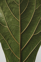 Closeup view of green ficus leaf