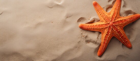 Fototapeta na wymiar Top view of sea star or starfish on the beach sand background. Generate AI image