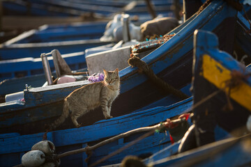 Beautiful colors in the port of fishermen in Essaouira, Morocco